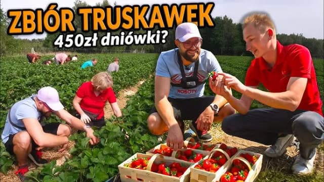 Ile można zarobić na truskawkach w Holandii? Zaskakujące stawki! Ile można zarobić na truskawkach w Holandii? Zaskakujące stawki!